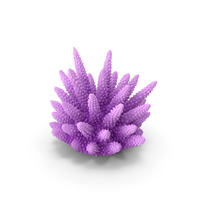 Coral Pink PNG & PSD Images