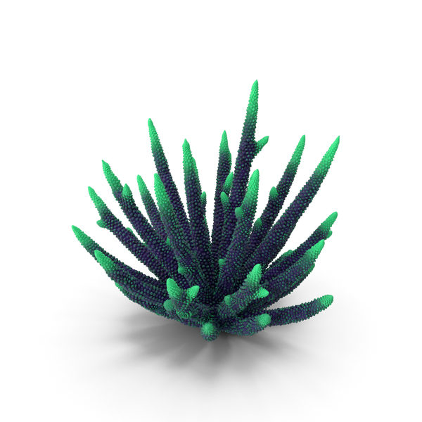 Coral Green PNG & PSD Images