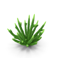 Coral Green PNG & PSD Images