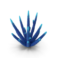 Coral Blue PNG & PSD Images