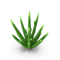 Coral Green PNG & PSD Images