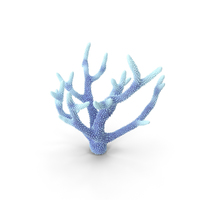 Coral White PNG & PSD Images