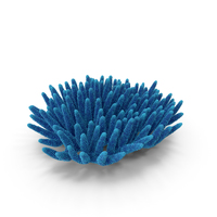Coral Blue PNG & PSD Images