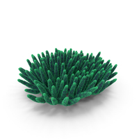 Coral Green PNG & PSD Images