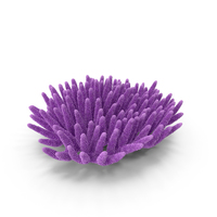 Coral Pink PNG & PSD Images