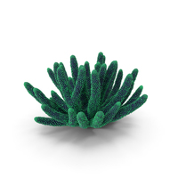 Coral Dark Green PNG & PSD Images