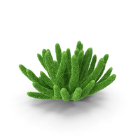 Coral Green PNG & PSD Images