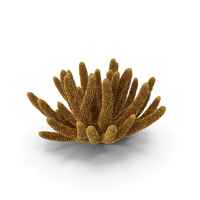 Coral Orange PNG & PSD Images