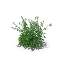Common Nettle Grass PNG & PSD Images