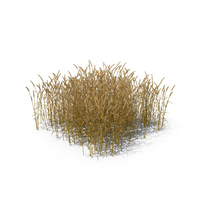 Common Wheat Field PNG & PSD Images