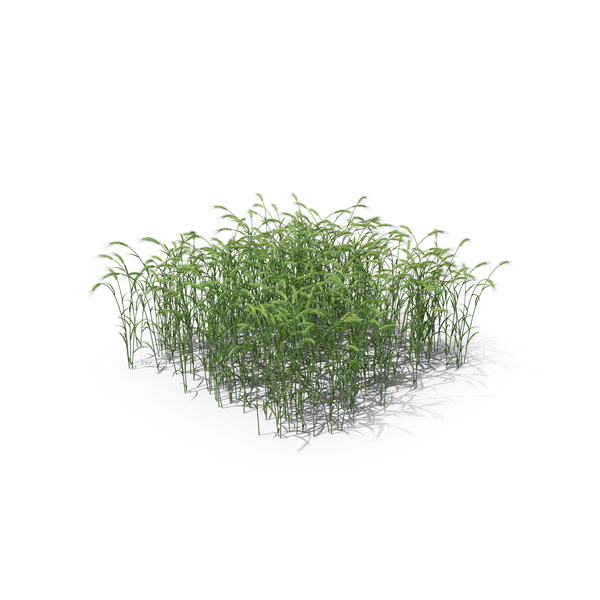 Emmer Wheat Field PNG & PSD Images