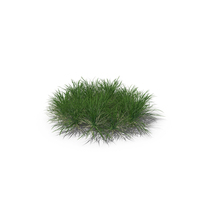 English Ryegrass (Lawn Grass) PNG & PSD Images