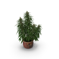 Cannabis Sativa Home Plant PNG & PSD Images