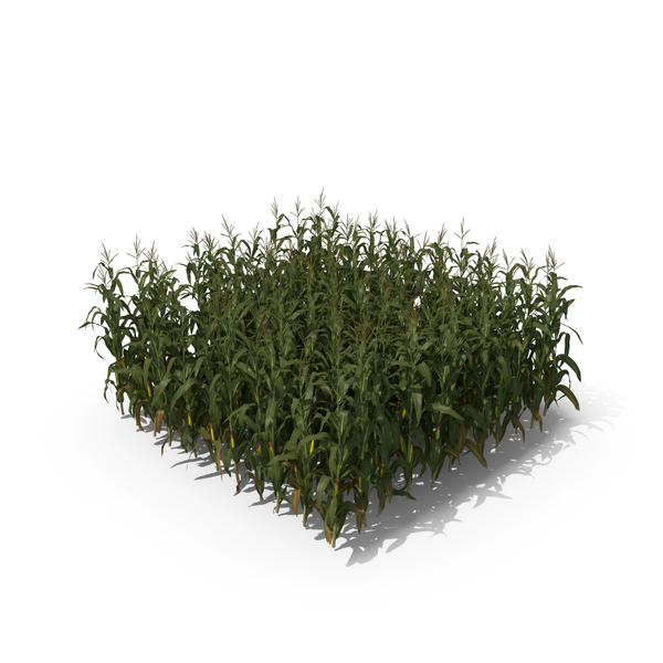 Corn Field PNG & PSD Images