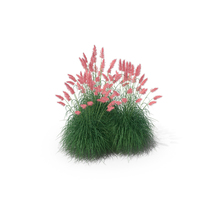 Pampas Grass Set PNG & PSD Images