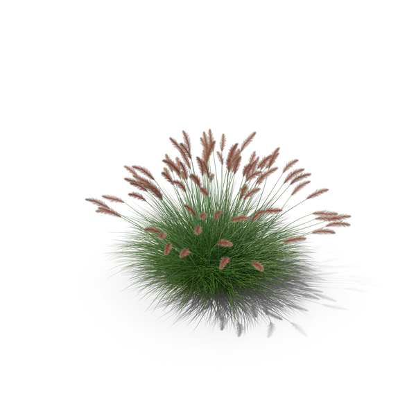 Dwarf Fountain Grass PNG & PSD Images