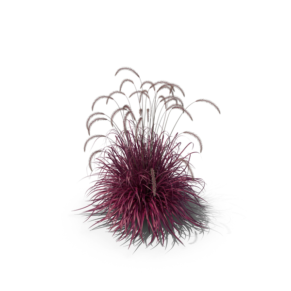Fireworks Fountain Grass PNG & PSD Images