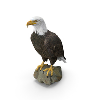 Bald Eagle PNG & PSD Images
