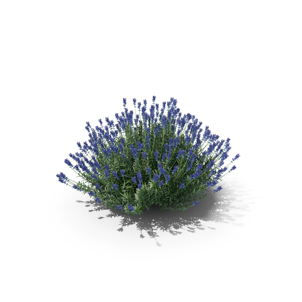 True Lavender Plant PNG & PSD Images