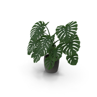Monstera Deliciosa Plant In Pot PNG & PSD Images