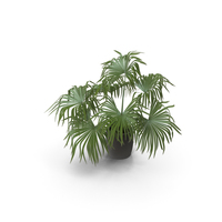Chinese Fan Palm In Pot PNG & PSD Images