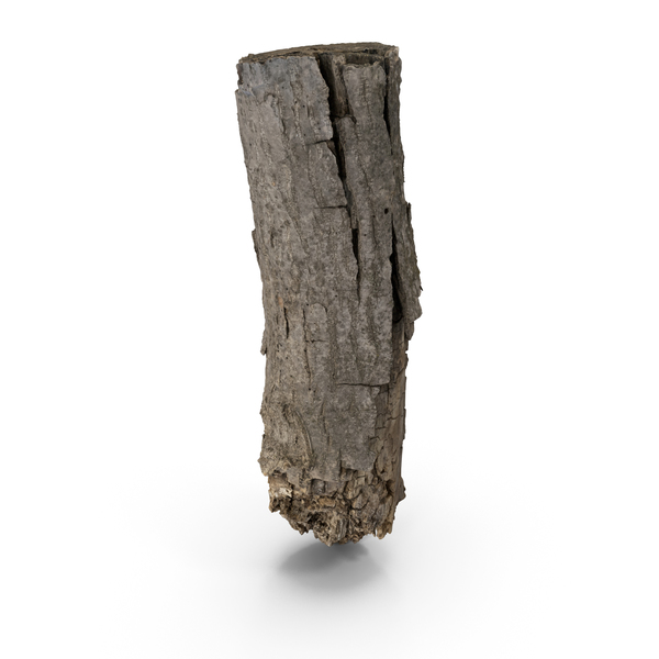 Tree Bark Scanned PNG & PSD Images
