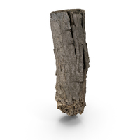 Tree Bark Scanned PNG & PSD Images