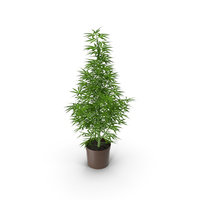 Cannabis Sativa PNG & PSD Images