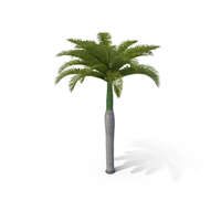 Royal Palm PNG & PSD Images