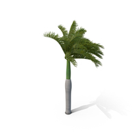 Royal Palm with Moderate Wind PNG & PSD Images