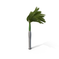 Royal Palm with Strong Wind PNG & PSD Images