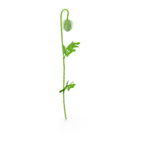 Young Poppy Flower Bud PNG & PSD Images