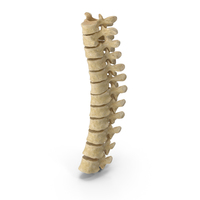 Human Thoracic Vertebrae TH1 to TH12 Bones 01 PNG & PSD Images