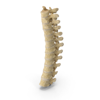 Human Thoracic Vertebrae TH1 to TH12 Bones With Intervertebral Disks PNG & PSD Images