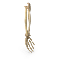 Human Hand Ulna and Radius Bones Anatomy PNG & PSD Images