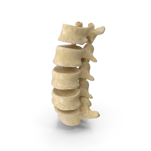 Human Lumbar Vertebrae L1 to L5 Bones PNG & PSD Images