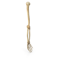 Human Arm Bones Hand Ulna Radius Humerus Anatomy PNG & PSD Images