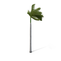 Palm Royal with Strong Wind PNG & PSD Images