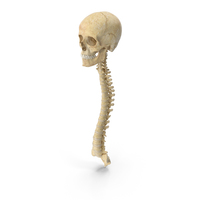 Human Spine Bones Female Skull and Jaw Anatomy With Intervertibral Disks PNG & PSD Images