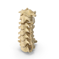 Human Neck Vertebrae C1 to C7 Bones PNG & PSD Images