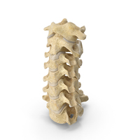 Human Neck Vertebrae C1 to C7 Bones With Intervertibral Disks PNG & PSD Images