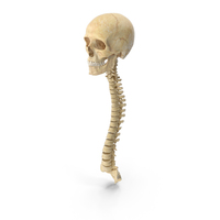 Human Spine Bones Male Skull and Jaw Anatomy With Intervertibral Disks 01 PNG & PSD Images
