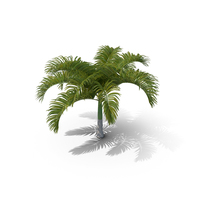 Royal Palm PNG & PSD Images