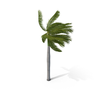 Royal Palm with Strong Wind PNG & PSD Images