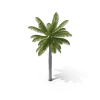 Royal Palm PNG & PSD Images