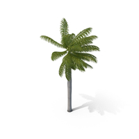 Royal Palm with Moderate Wind PNG & PSD Images
