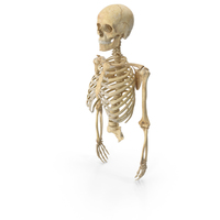 Human Rib Cage Spine Female Skull Clavicle Scapula and Arms Bones Anatomy PNG & PSD Images