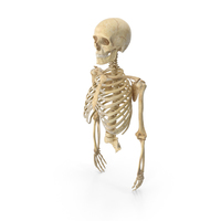 Human Rib Cage Spine Male Skull Clavicle Scapula and Arms Bones Anatomy PNG & PSD Images