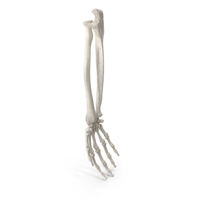 Human Hand Ulna and Radius Bones Anatomy PNG & PSD Images