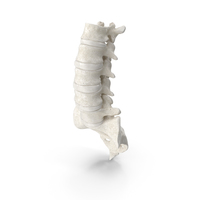 Human Lumbar and Sacrum Vertebrae L1 to S5 Bones With Intervertebral Disks White PNG & PSD Images